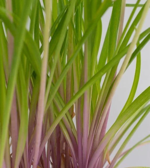 Star Roses/Ball Horticultural