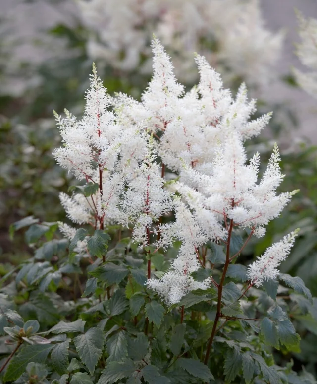 Rock & Roll Astilbe (Astilbe x 'Rock and Roll') displaying tall, feathery white plumes with red-tinged stems rising above deeply lobed green foliage, shown at mid-bloom stage in a garden setting to display the plant's mature flowering form.