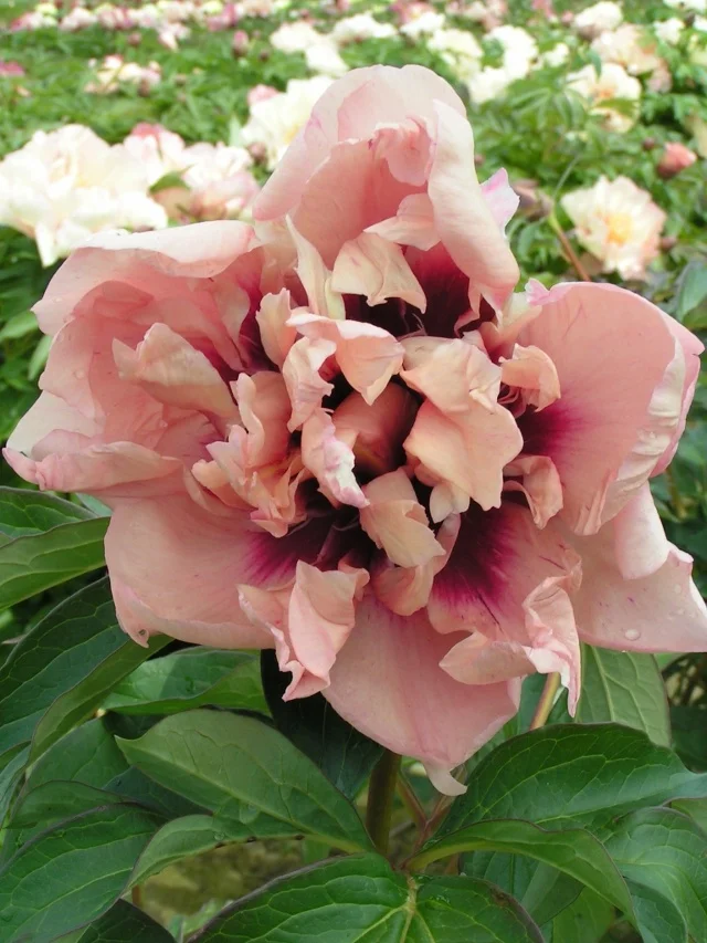 Planteck International