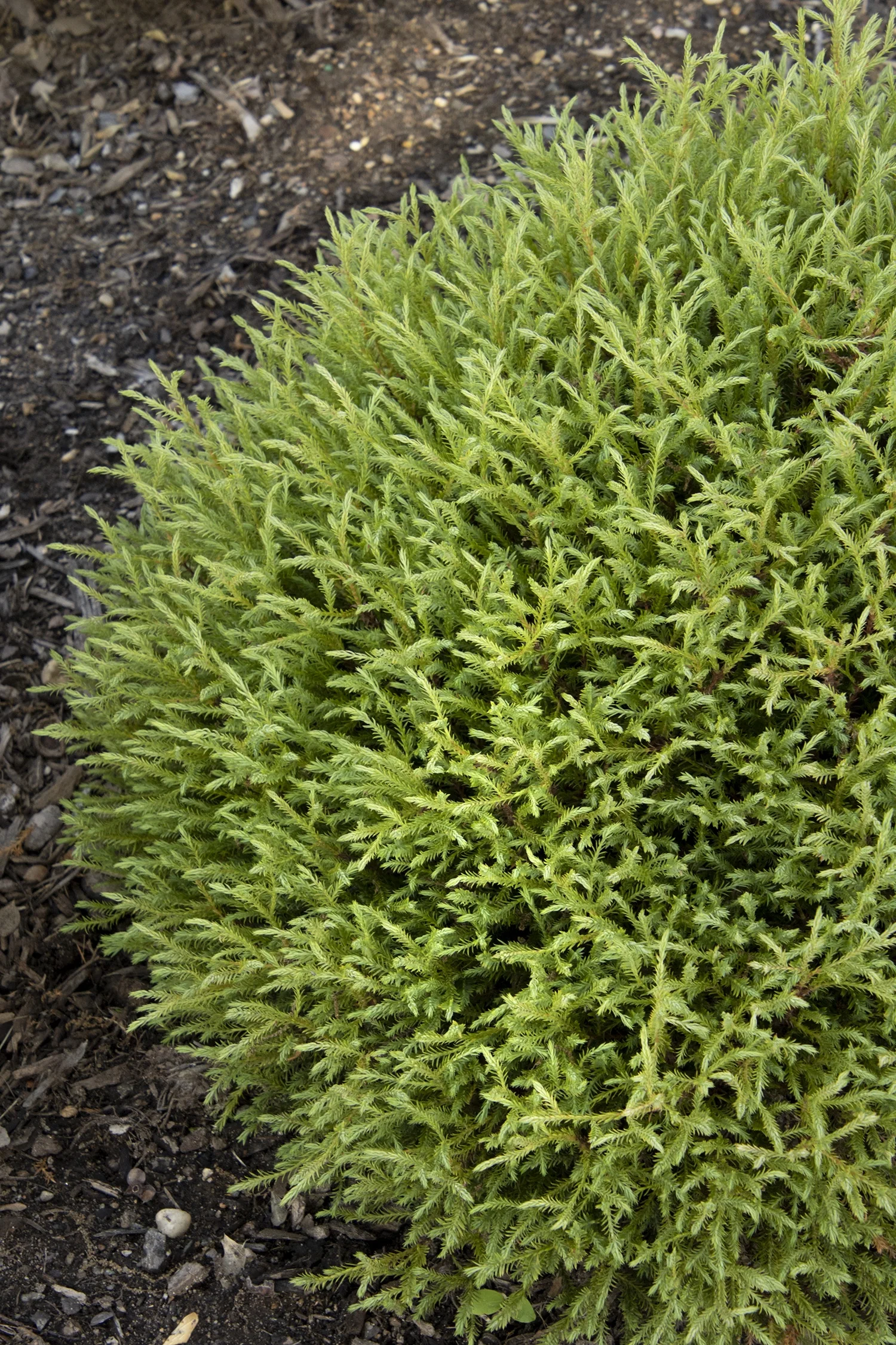 Mr. Bowling Ball® Arborvitae (Thuja occidentalis 'Bobozam') displays bright lime-green, fine-textured foliage in a compact, mounded form planted in dark mulch, showing the plant's mature landscape appearance in a garden border.