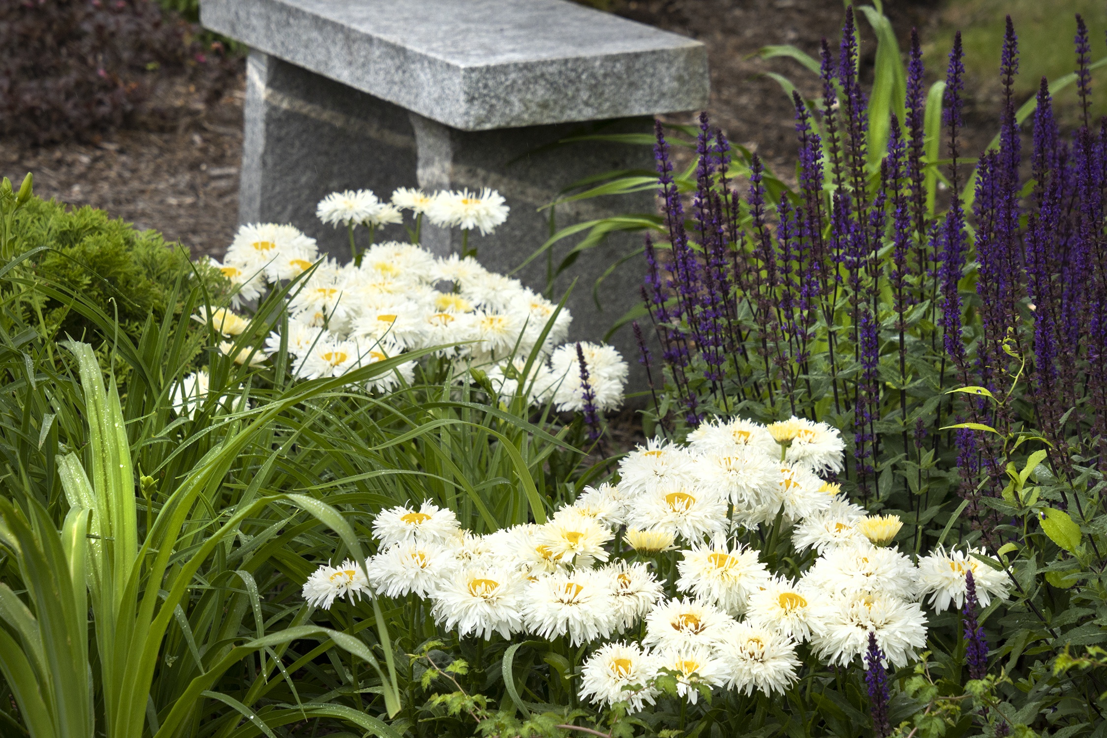 King's Crown Shasta Daisy, Leucanthemum hybrid 'TNLEUKC' PP #31,455