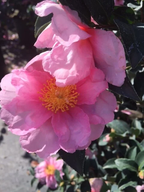 Kanjiro Pink Camellia, Camellia sasanqua 'Kanjiro Pink', Monrovia