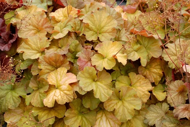 Terra Nova Nurseries