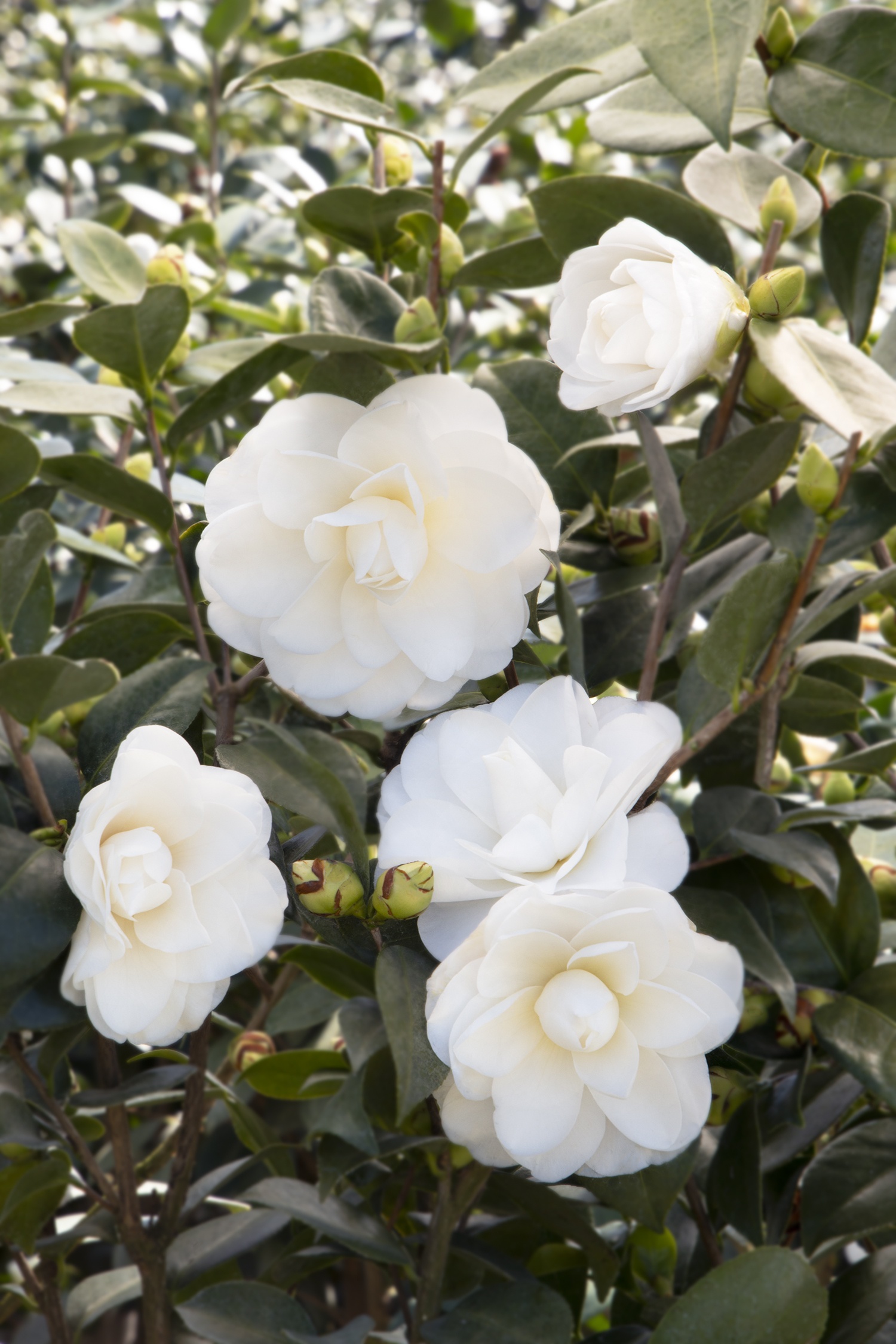 Swan Lake Camellia, Camellia japonica 'Monke', Monrovia Plant