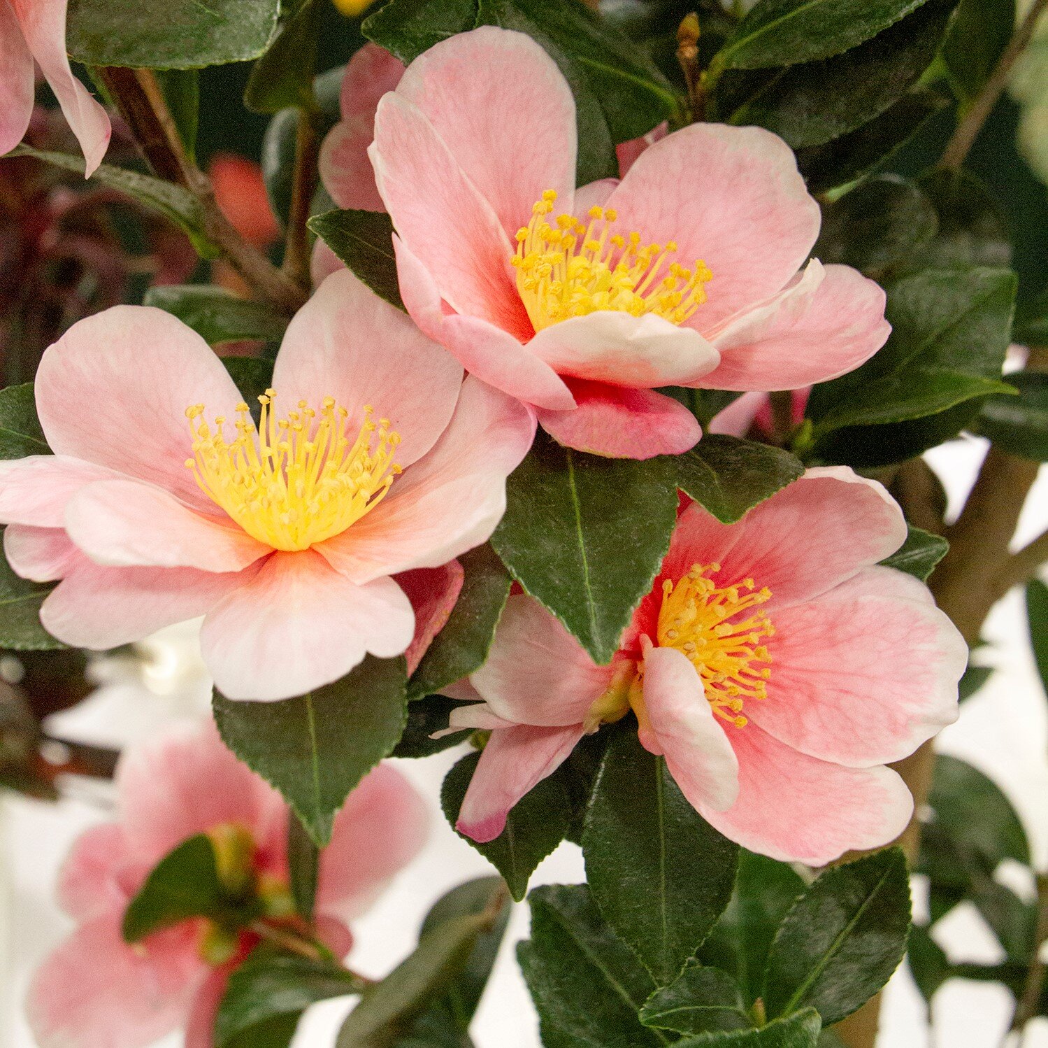 Pink-A-Boo® Camellia, Camellia sasanqua 'Mondel' PP #21,687