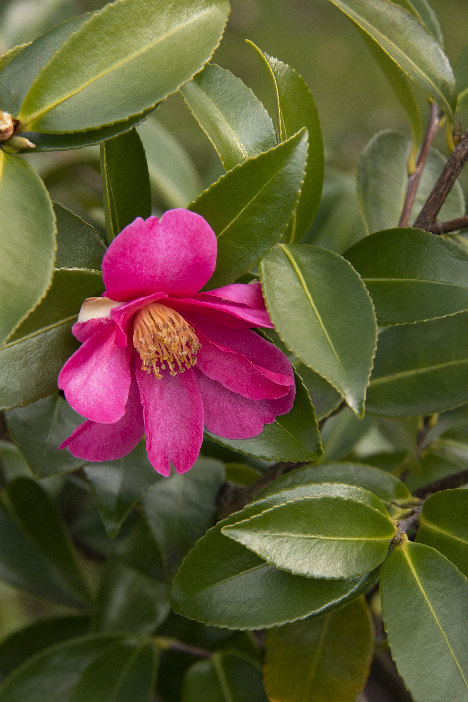 Kanjiro Camellia, Camellia sasanqua 'Kanjiro', Monrovia Plant
