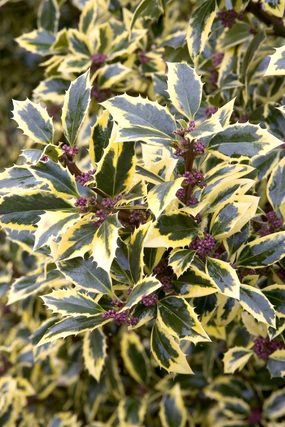 Gold Coast® English Holly, Ilex aquifolium 'Monvila', Monrovia Plant