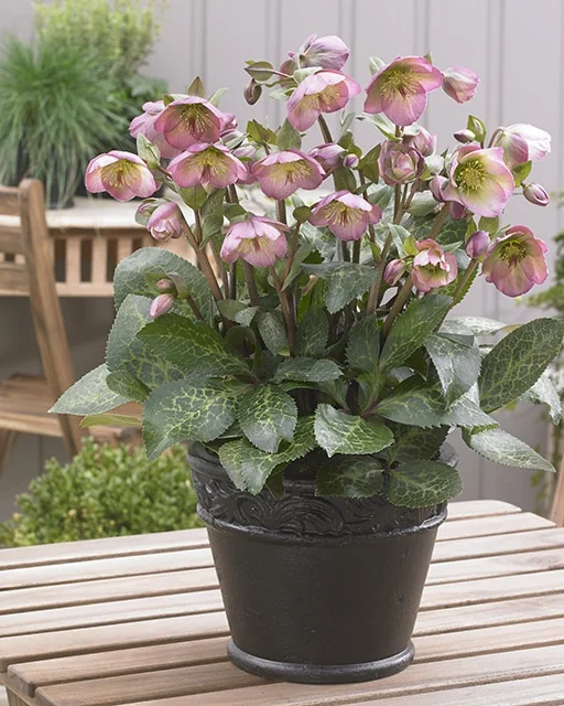 FrostKiss™ Dorothy's Dawn® Hellebore (Helleborus x 'EPB 29') in full bloom, displaying pink flowers with burgundy-green centers and speckled foliage, growing in a black decorative container on a wooden garden table, demonstrating mature flowering size for landscape borders.