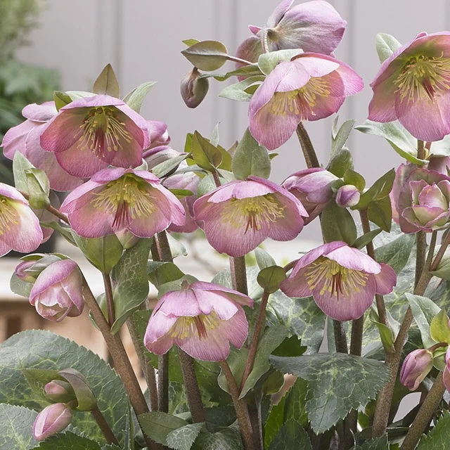 FrostKiss™ Dorothy's Dawn® Hellebore (Helleborus x 'EPB 29') displaying nodding pink and mauve flowers with yellow stamens and green foliage, multiple blooms at various stages from bud to full flower, shown in close-up to demonstrate mature flowering color and form.