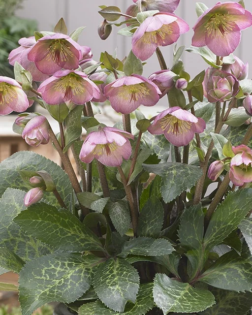 FrostKiss™ Dorothy's Dawn® Hellebore (Helleborus x 'EPB 29') displaying multiple pink flowers with yellow stamens and dark purple-veined petals, alongside textured green foliage with pale veining, shown in a potted display demonstrating the plant's full flowering habit and leaf structure.