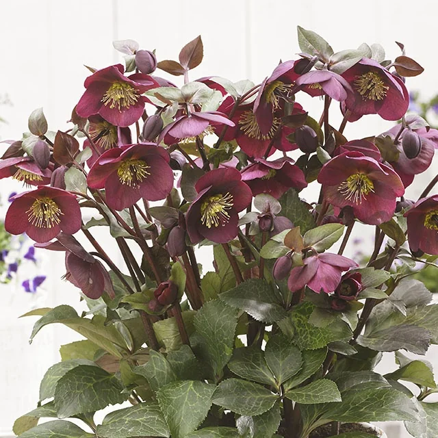 FrostKiss™ Anna's Red Hellebore (Helleborus x 'ABCRD02') displays deep burgundy flowers with prominent golden stamens and nodding blooms among green foliage, showing the plant's full flowering habit in a container.