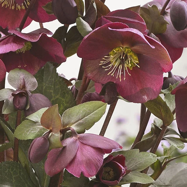 Close-up of FrostKiss™ Anna's Red Hellebore (Helleborus x 'ABCRD02') showing deep burgundy petals with yellow stamens, nodding flower heads, and serrated green foliage, demonstrating the plant's rich winter blooms and ornamental form.