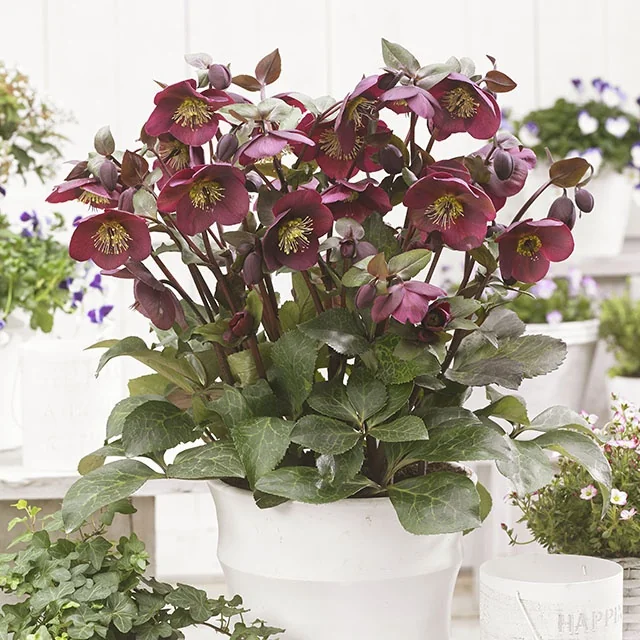 FrostKiss™ Anna's Red Hellebore (Helleborus x 'ABCRD02') in full bloom within a white container, displaying deep burgundy flowers with golden stamens and green foliage, surrounded by companion plants in a bright garden setting, showing mature flowering form.