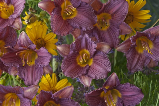 Close-up of Purple de Oro Daylily flowers showing ruffled purple petals with golden-yellow throats and prominent stamens, multiple blooms at peak flowering stage with green foliage visible, displaying the cultivar's characteristic color contrast and bloom form.