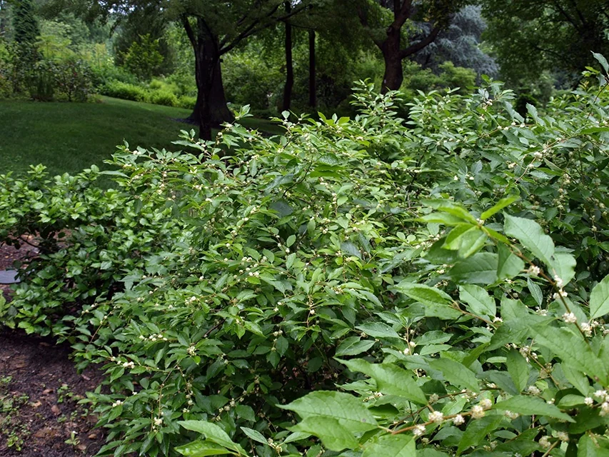 Southern Gentleman Winterberry (Ilex verticillata 'Southern Gentleman') displays dense, vibrant green foliage with small white flowers in a mature landscape border beneath tall shade trees, demonstrating the shrub's full grown form and flowering habit.