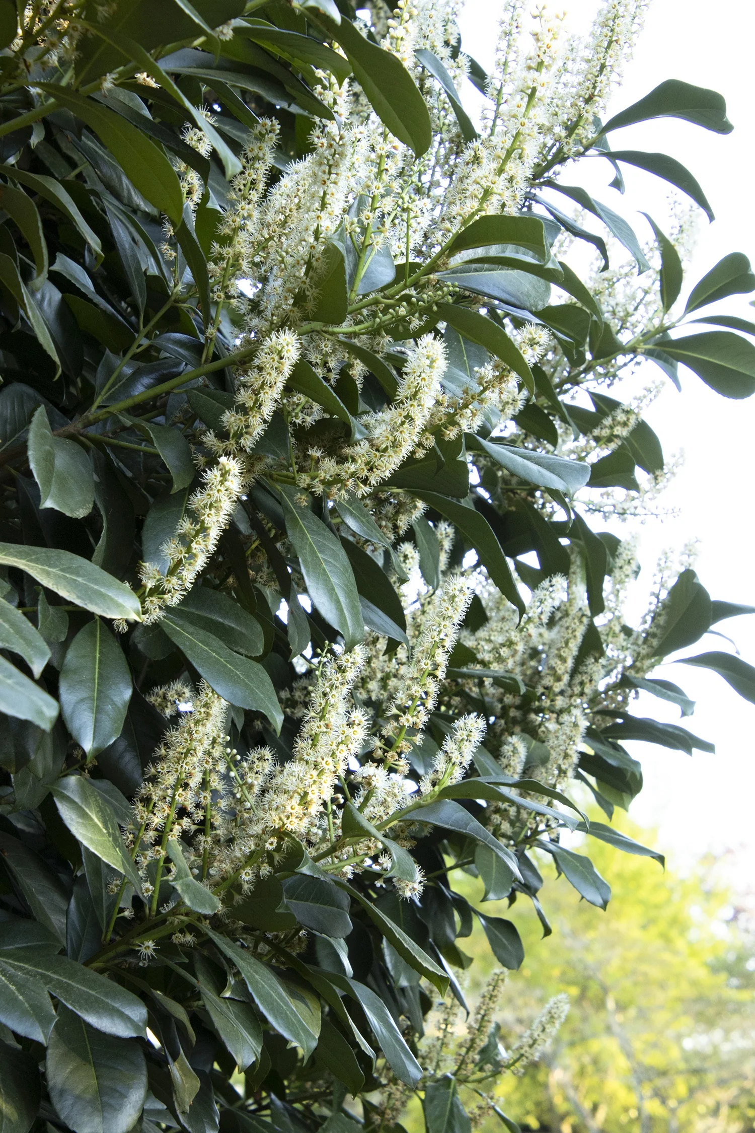 Etna English Laurel (Prunus laurocerasus 'Anbri') displaying dense clusters of small, creamy white flowers along upright racemes, with glossy dark green foliage visible throughout, shown at peak bloom to demonstrate flowering abundance and ornamental appeal.