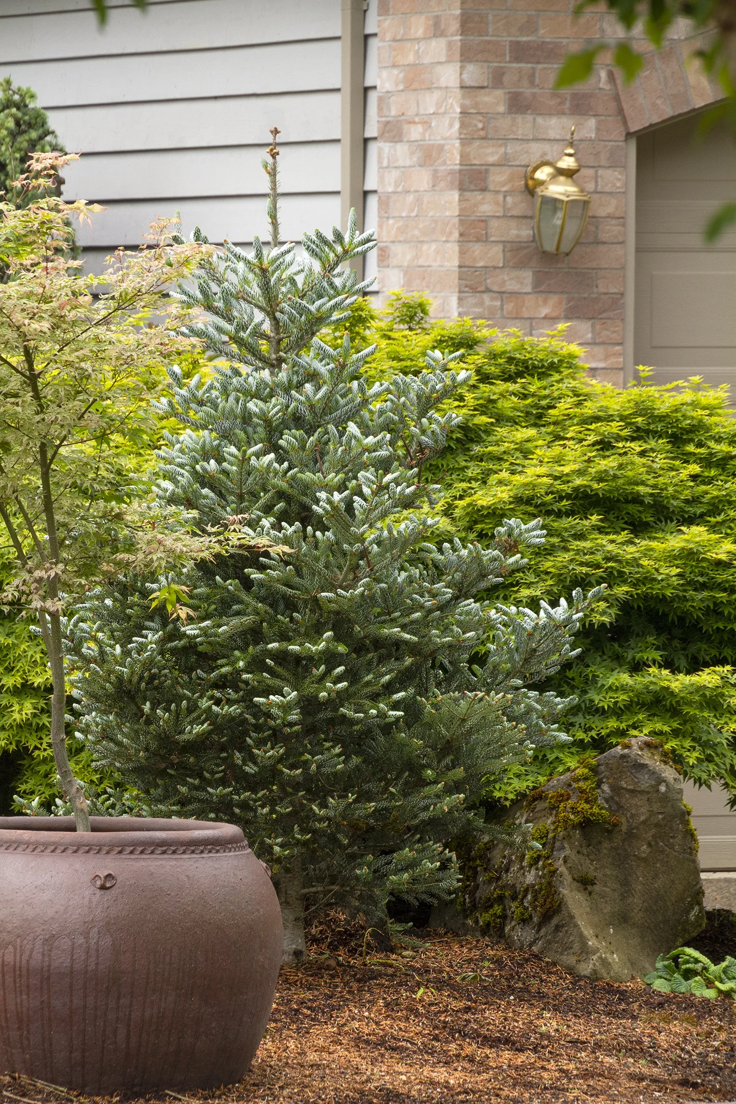 【たかはし様用】WORMED / Planisphaerium たかはし様用】WORMED / Planisphaerium たかはし様用】WORMED