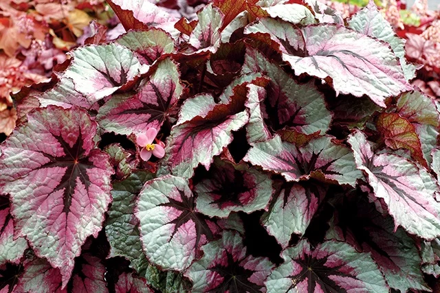 Terra Nova Nurseries