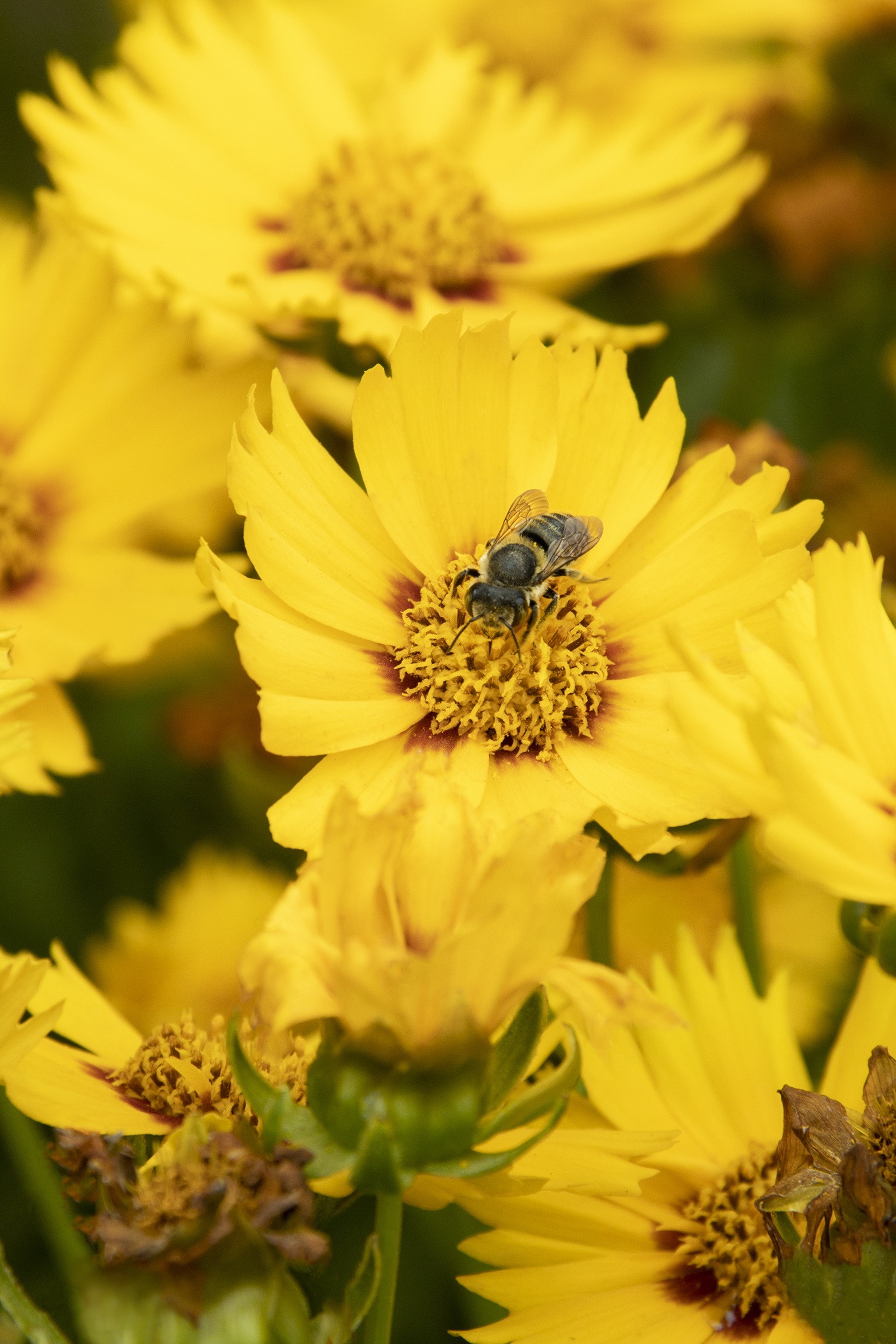 Monrovia Solanna Coreopsis - Thumbnail 3