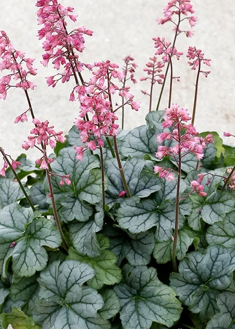 Terra Nova Nurseries