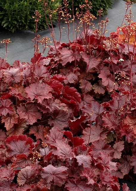 Terra Nova Nurseries