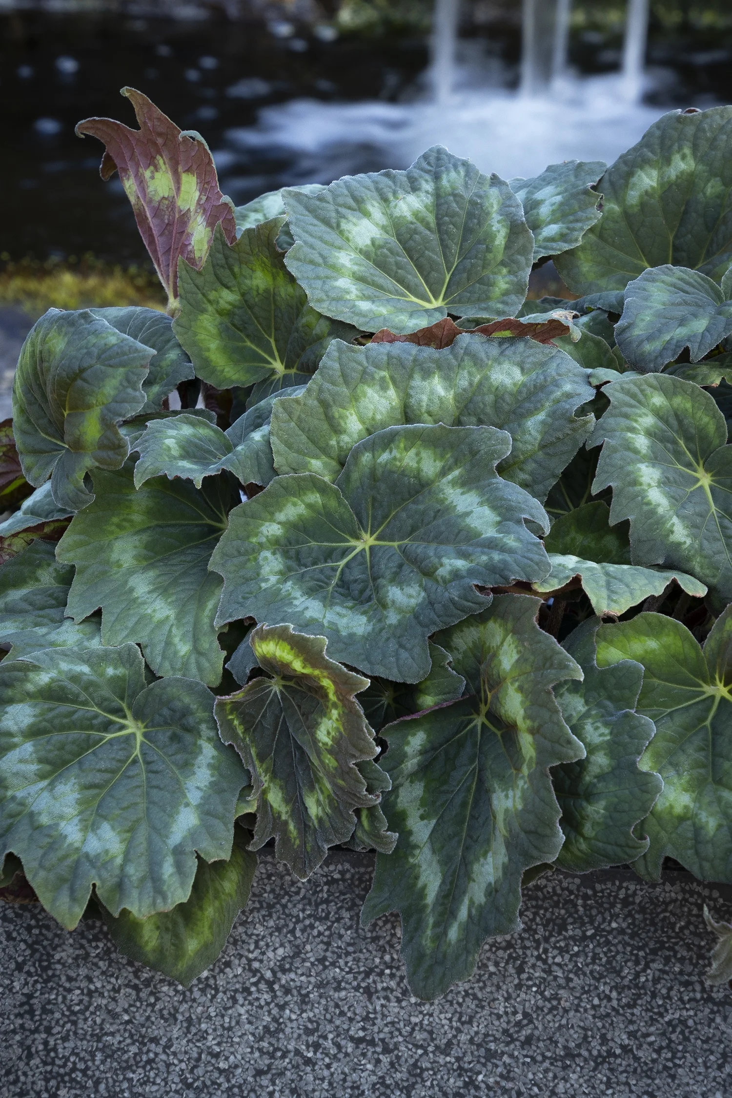 Monrovia; by Doreen Wynja