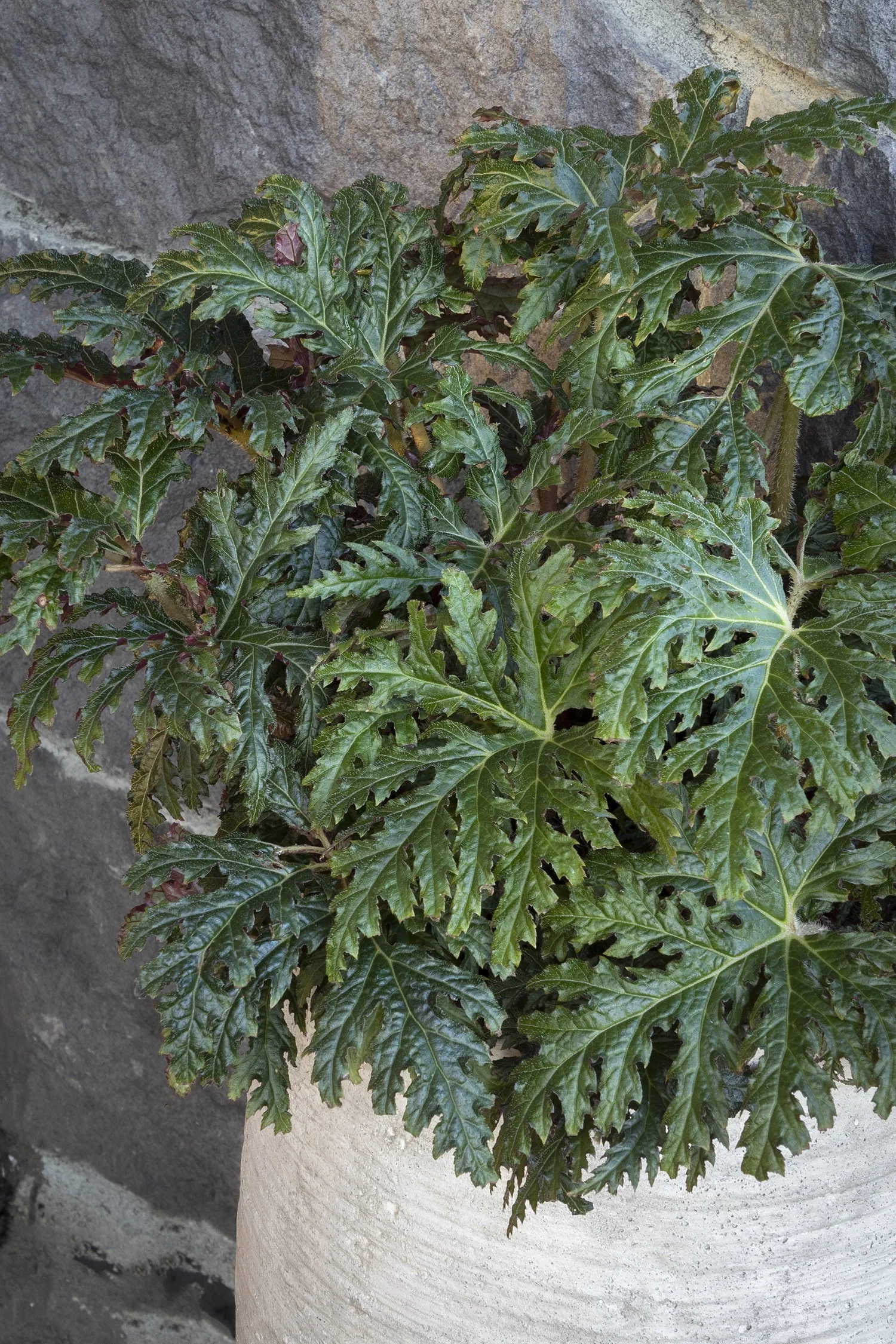 Monrovia; by Doreen Wynja