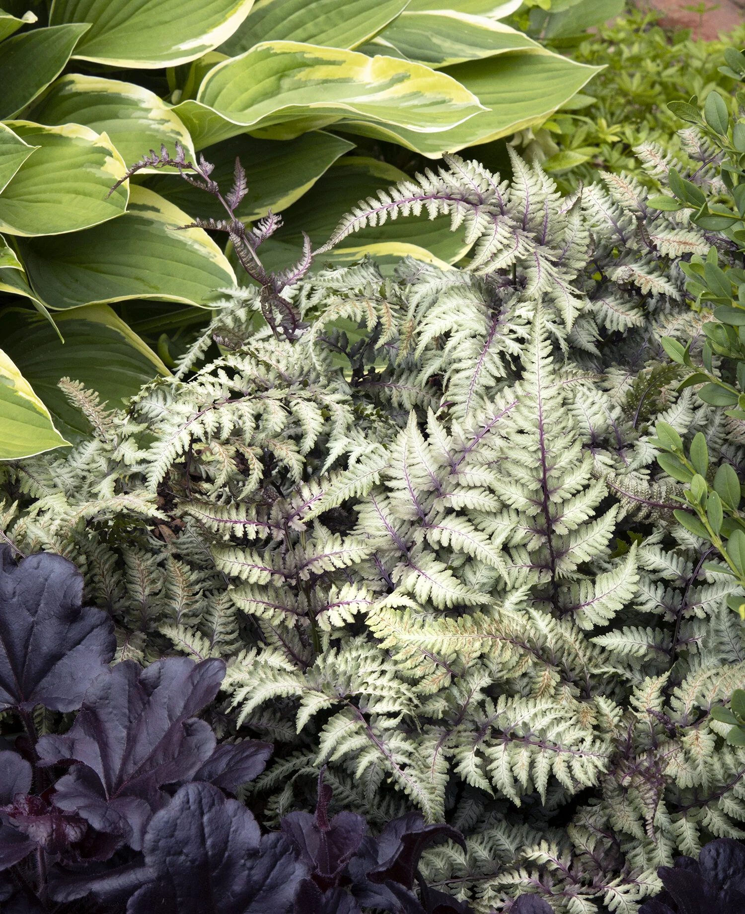 Pewter Lace Painted Fern, Athyrium niponicum 'Pewter Lace