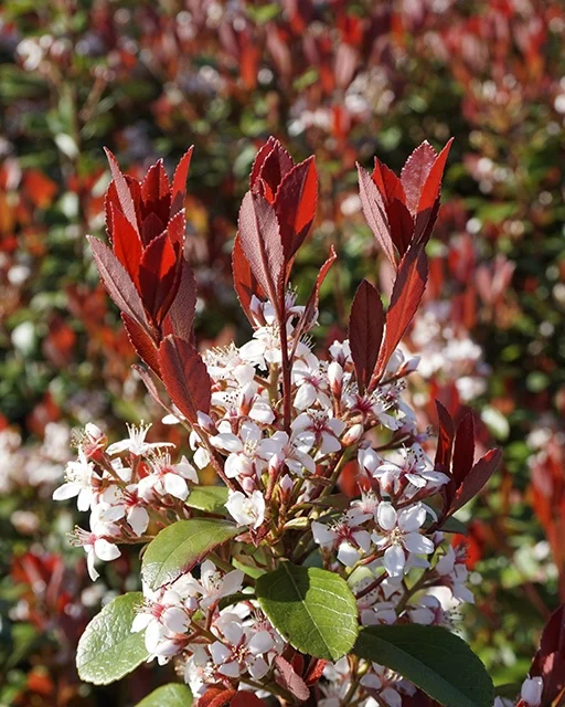 Star Roses/Ball Horticultural
