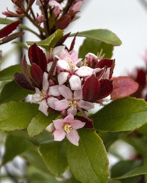 Star Roses/Ball Horticultural