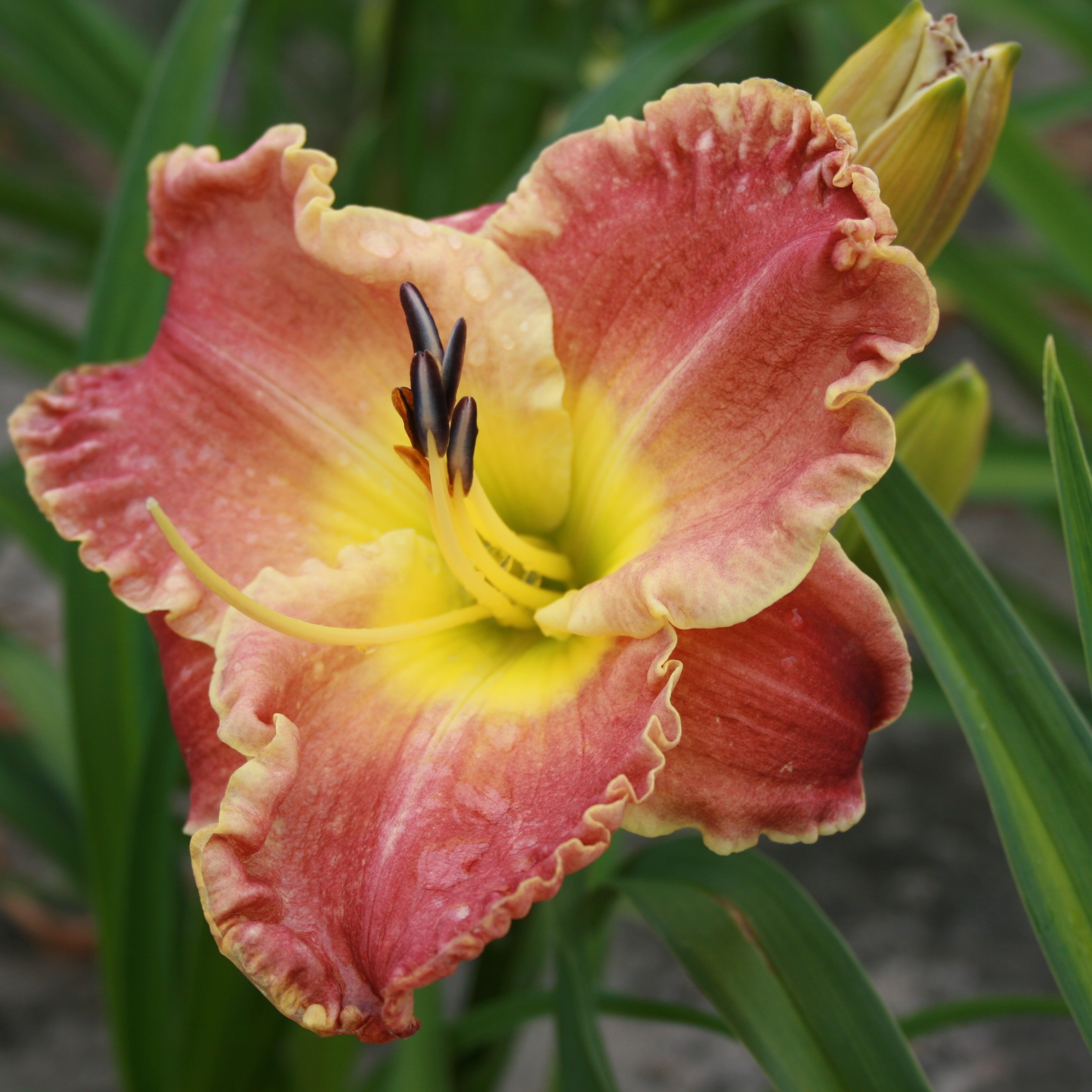 Titan Skye® Daylily, Hemerocallis x 'MON7091' PPAF, Monrovia Plant