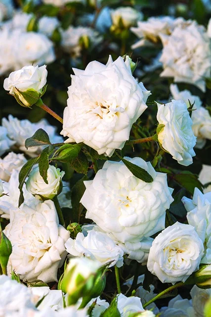White Drift® Groundcover Rose, Rosa hybrid 'Meizorland' PP #28,054