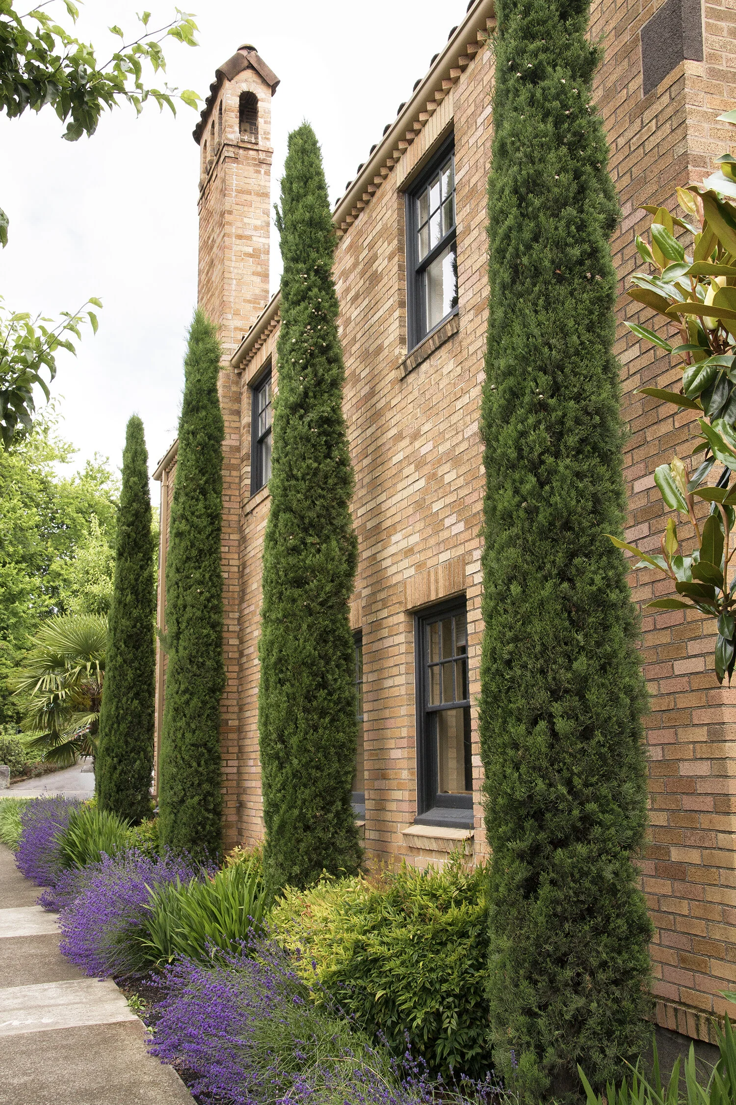 Italian Cypress, Cupressus sempervirens, Monrovia Plant