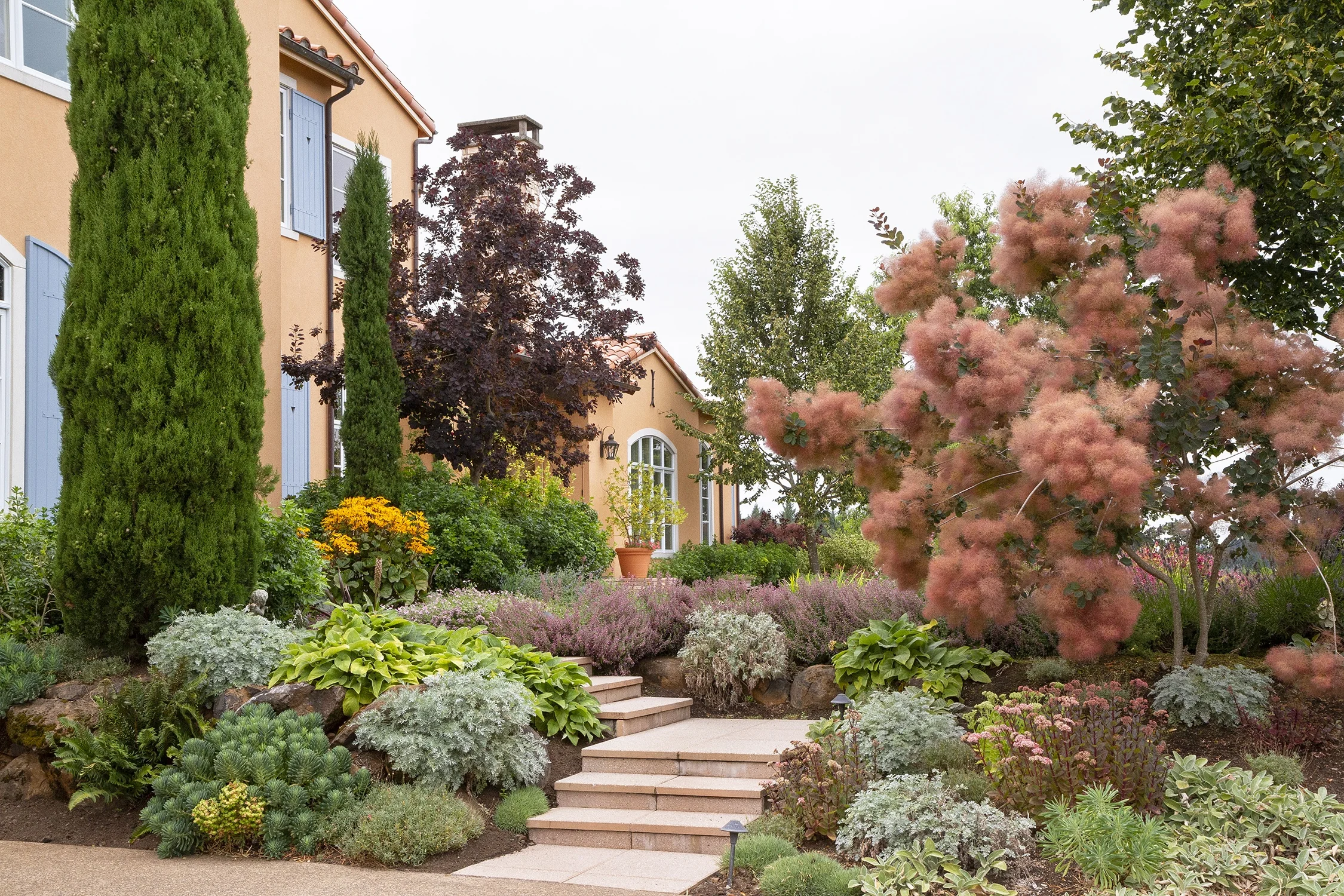 Tall, narrow Italian Cypress (Cupressus sempervirens) with columnar green form positioned left of a tan house, part of a layered landscape border featuring smoke tree, ornamental grasses, hostas, and silver-leafed perennials, demonstrating mature specimen placement in residential garden design.