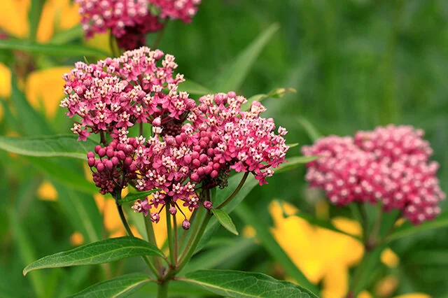 Rose Milkweed (Asclepias incarnata) displays dense, clustered flower heads in deep pink and white, with narrow green leaves on sturdy stems. Multiple blooms are visible at various stages, photographed in bright daylight with yellow flowers blurred in the background, showing the plant's typical garden presence and pollinator appeal.