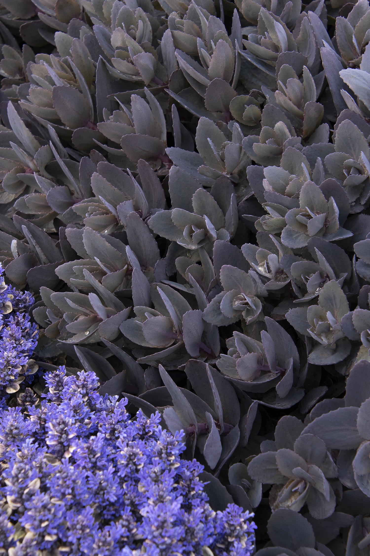 Mojave Jewels™ Ruby Sedum, Sedum 'Ruby' Plant Patent Applied For