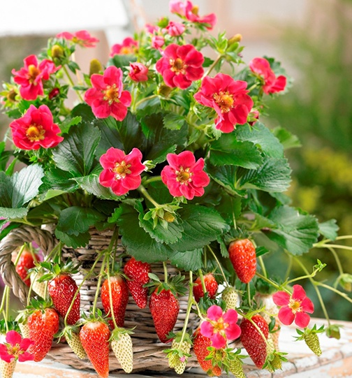 Tristan Strawberry, Fragaria x ananassa 'Tristan', Monrovia Plant