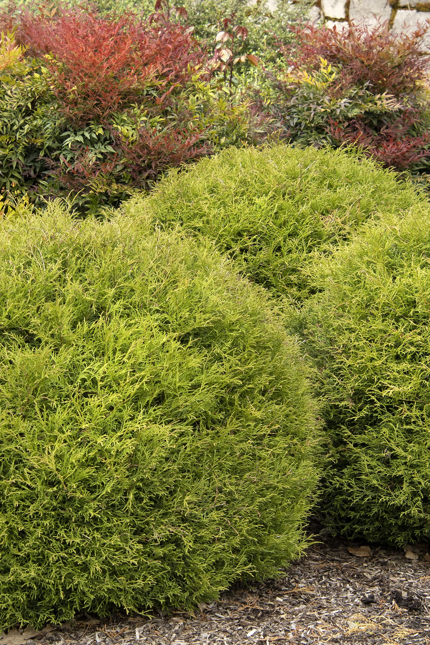 Mr. Bowling Ball Arborvitae