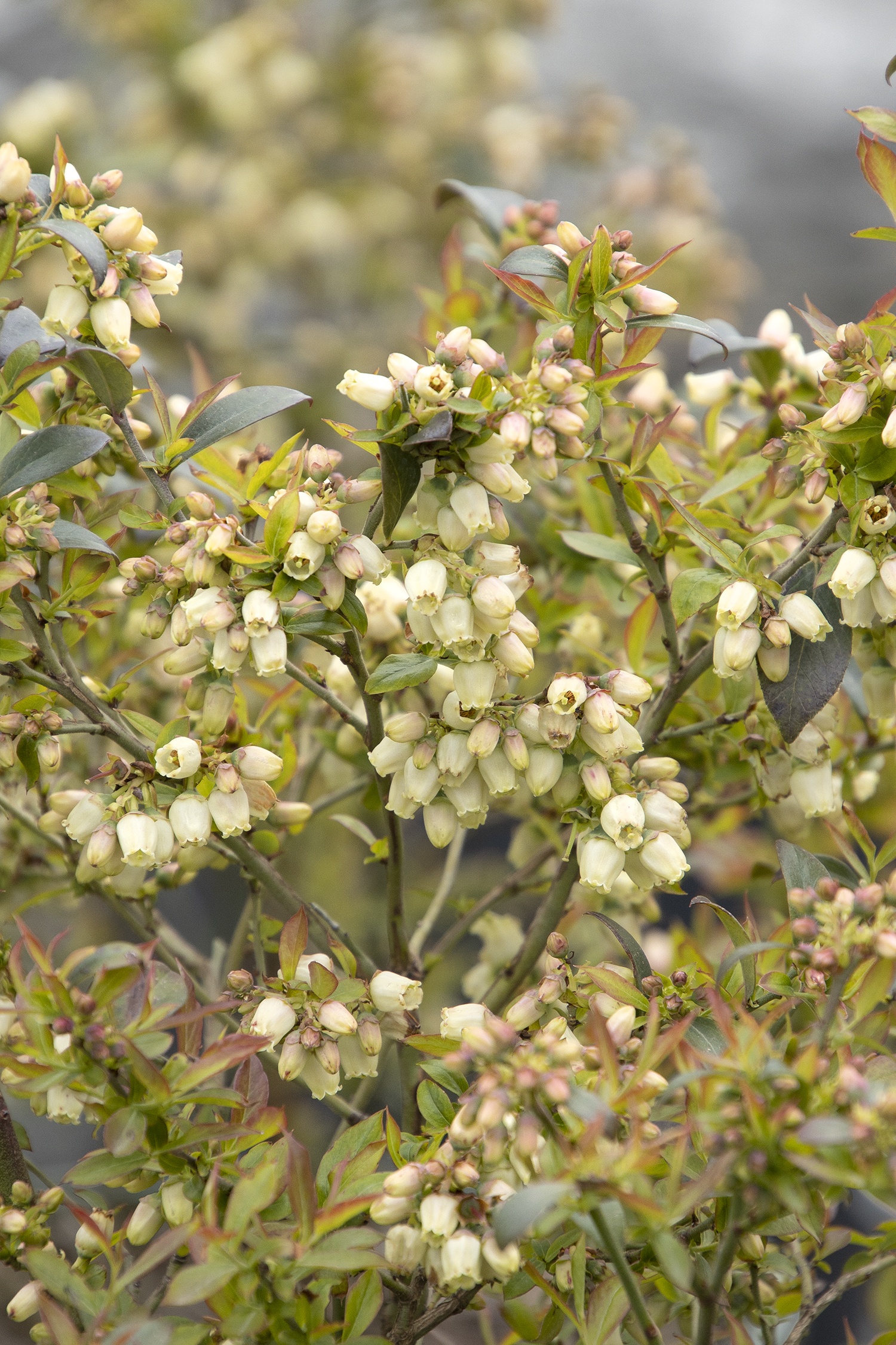 Bountiful™ Delight Blueberry, Vaccinium corymbosum 'ZF06-051' PP