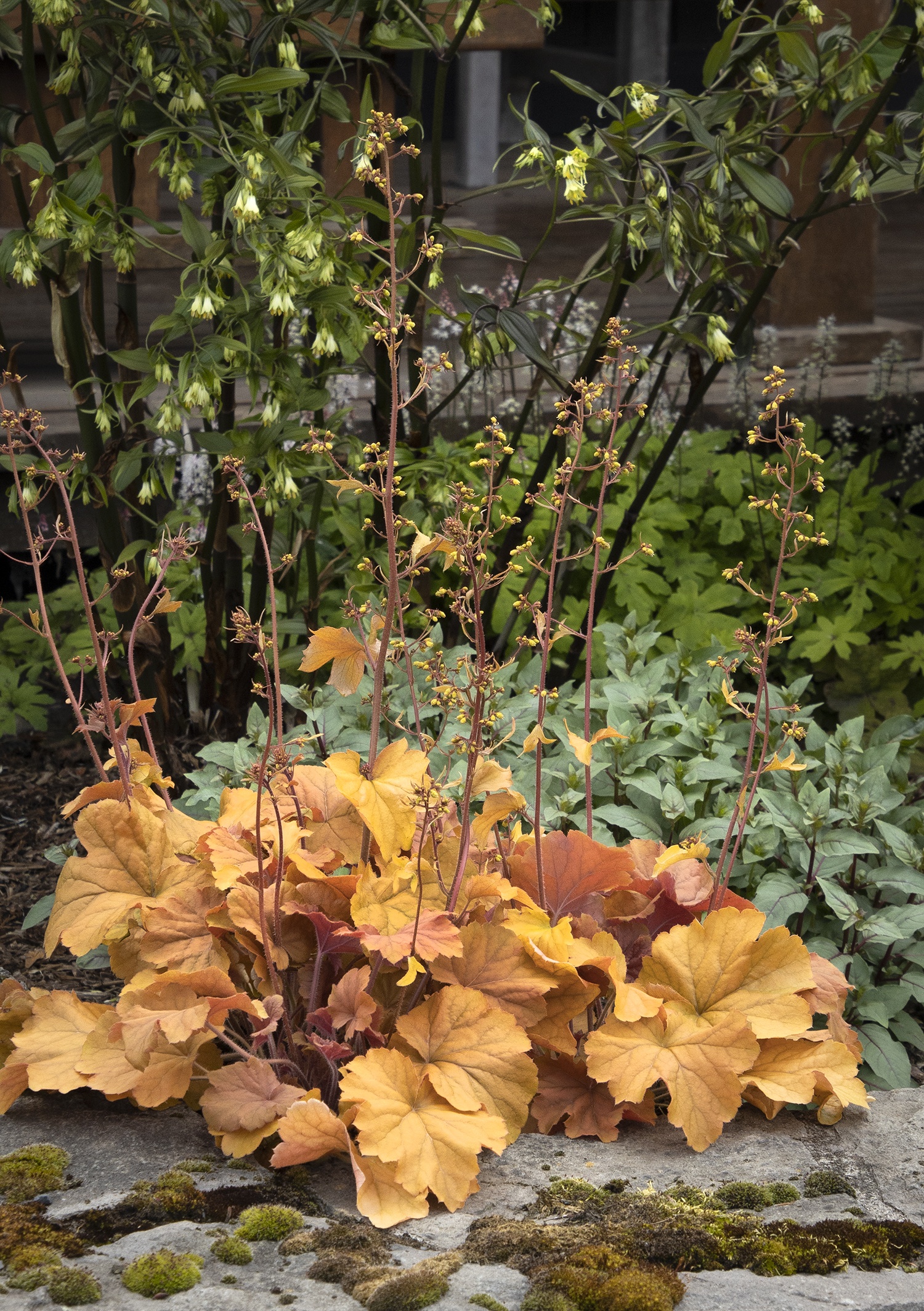 Northern Exposure™ Amber Heuchera, Heuchera x 'TNHEUNEA' PP #29,397