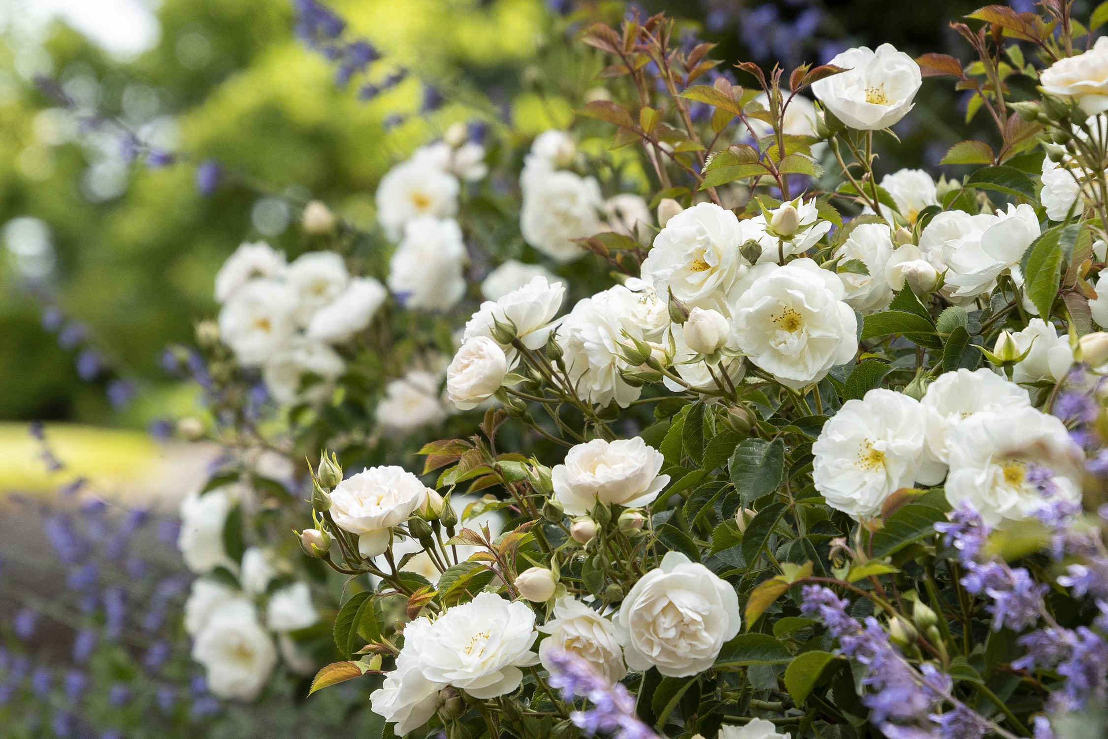 Nitty Gritty® White Rose, Rosa x 'RUIBG0025A' PP #33,151, Monrovia