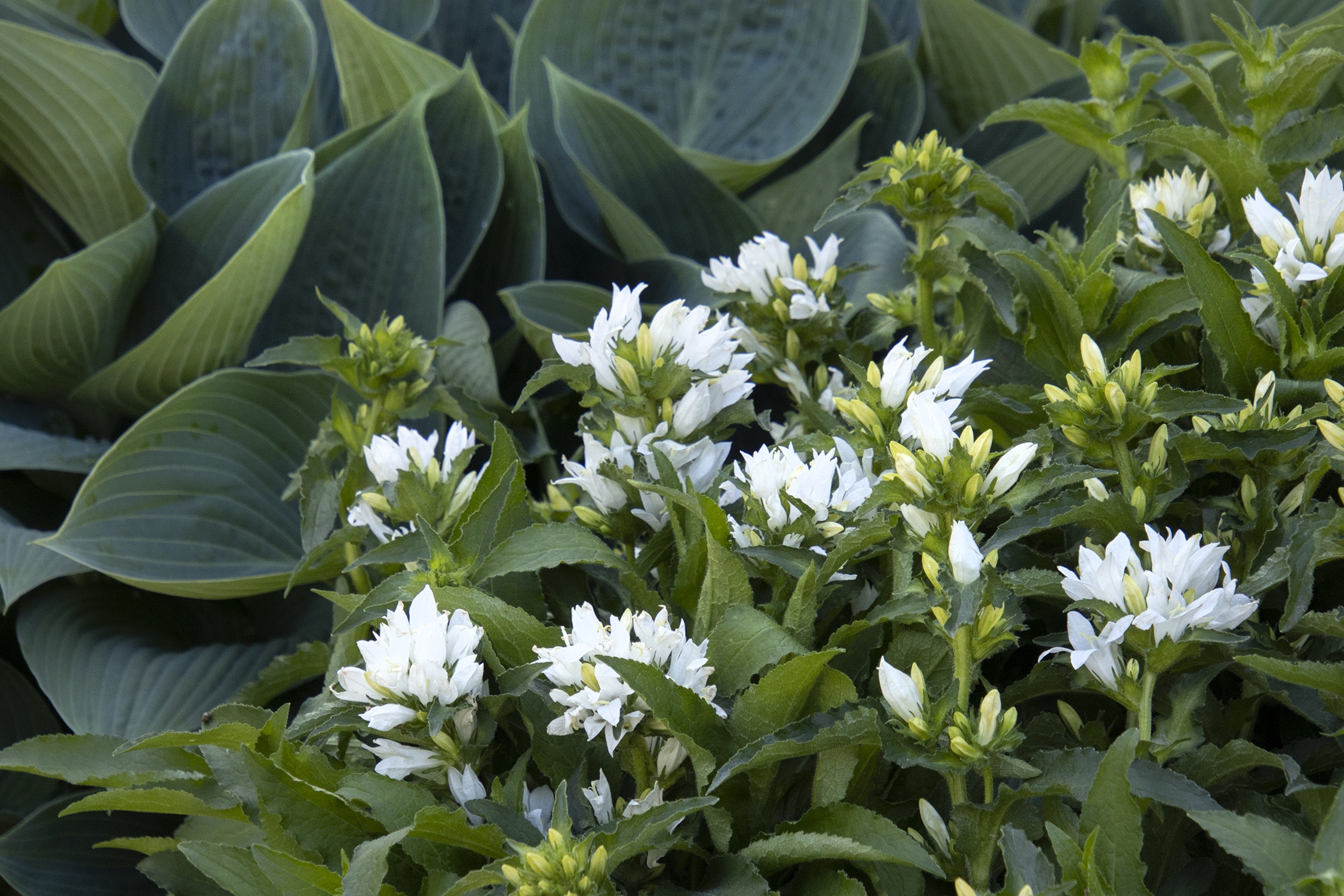 Genti White Bellflower, Campanula glomerata 'Genti White