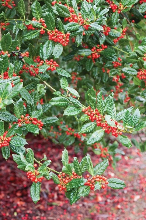 Mark Bolton / GAP Photos