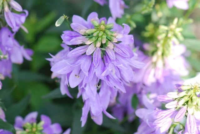 Close-up of Fairy Bells™ Gaudi Violet Ladybells (Adenophora confusa 'Gaudi Violet') displaying densely layered lavender-purple petals with a green central stamen cluster, surrounded by developing buds and soft green foliage, demonstrating the flower's full, double-petaled form at peak bloom.