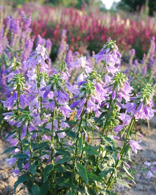Fairy Bells™ Gaudi Violet Ladybells (Adenophora confusa 'Gaudi Violet') displaying violet-purple tubular flowers arranged densely along upright stems with green foliage, photographed in a garden setting with blooming plants in soft focus behind, demonstrating mature flowering performance in a landscape planting.