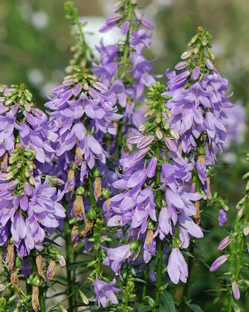 Fairy Bells™ Gaudi Violet Ladybells (Adenophora confusa 'Gaudi Violet') displays dense spikes of lavender-purple bell-shaped flowers with green buds and stems, photographed in close-up showing the plant in full bloom during its flowering season.