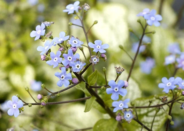 Terra Nova Nurseries