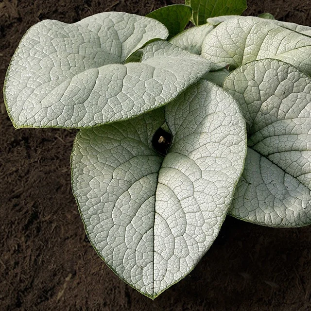 Terra Nova Nurseries