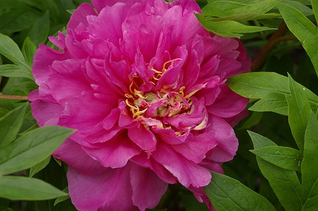 Close-up of Belle Toulousaine Itoh Peony bloom with vibrant magenta-pink fully double petals and yellow stamens, surrounded by bright green foliage, displaying the flower at full bloom maturity.