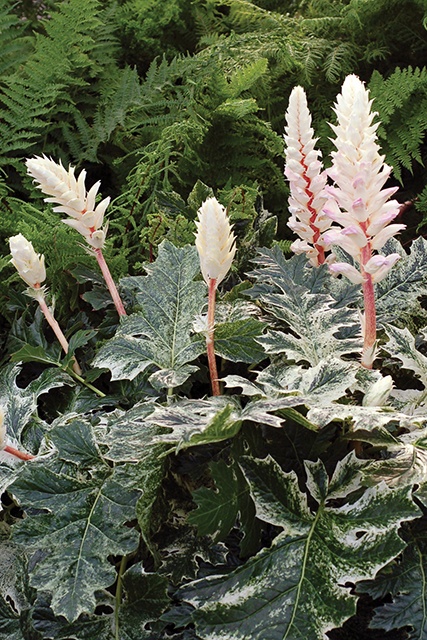 arum plantes Arum Italicum For Sale main image 0
